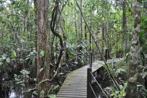 abaicanopy abai jungle resort