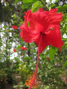 malaysianflower trip to borneo