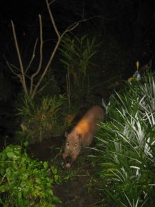 wildhog abai jungle resort
