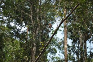 abaiproboscis abai jungle resort
