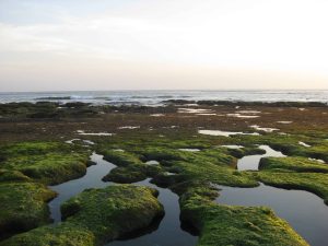 tideoutcanggu Canggu Beach Bali