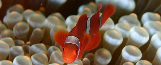 Diving Bali