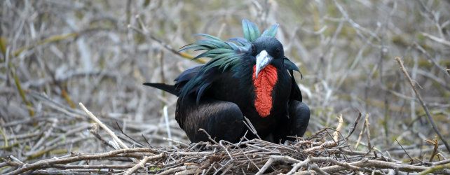 Frigate Birds in the Galapagos