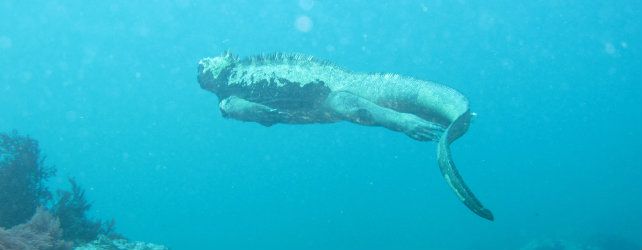 Galapagos Marine Iguanas