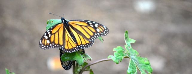 Monarch Butterfly Migration
